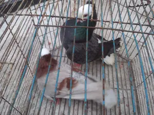 Mukhi Pigeon (Adult Pair)