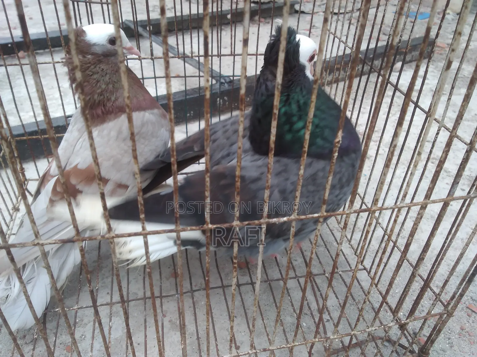 Mukhi Pigeon (Adult Pair)