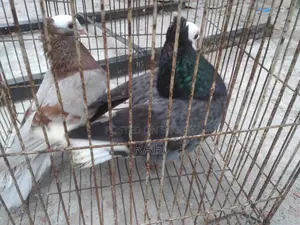 Mukhi Pigeon (Adult Pair)