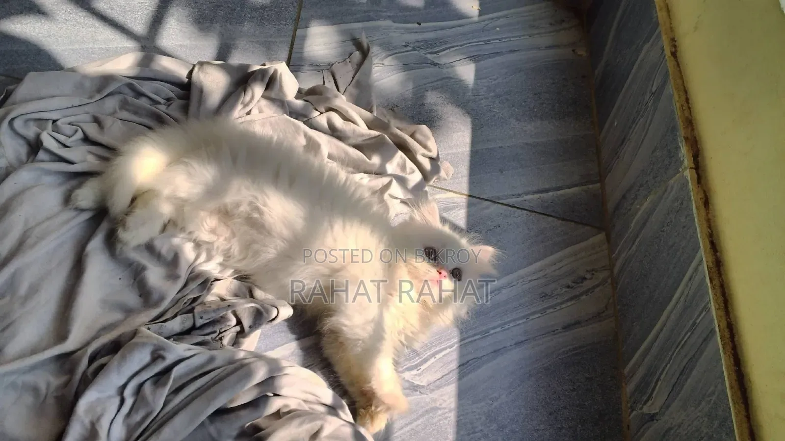 1-3 months Male Purebred Persian