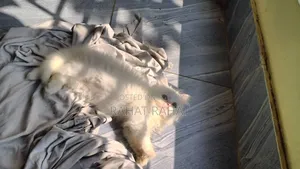 1-3 months Male Purebred Persian