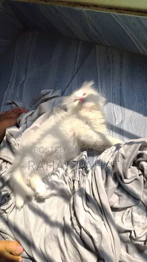 1-3 months Male Purebred Persian