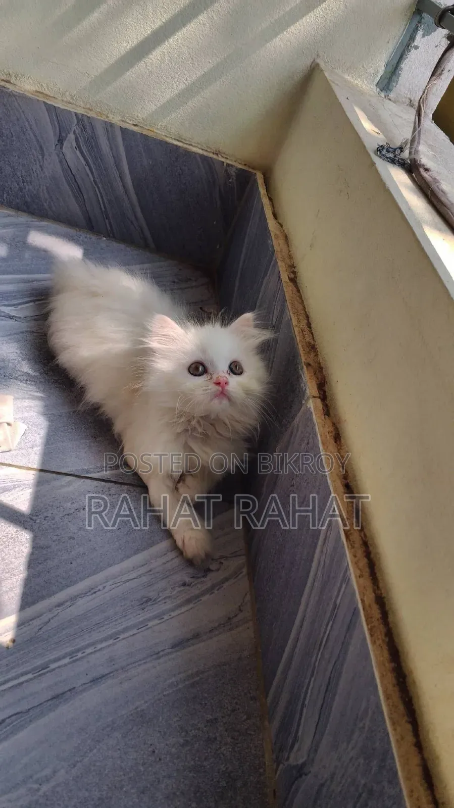 1-3 months Male Purebred Persian