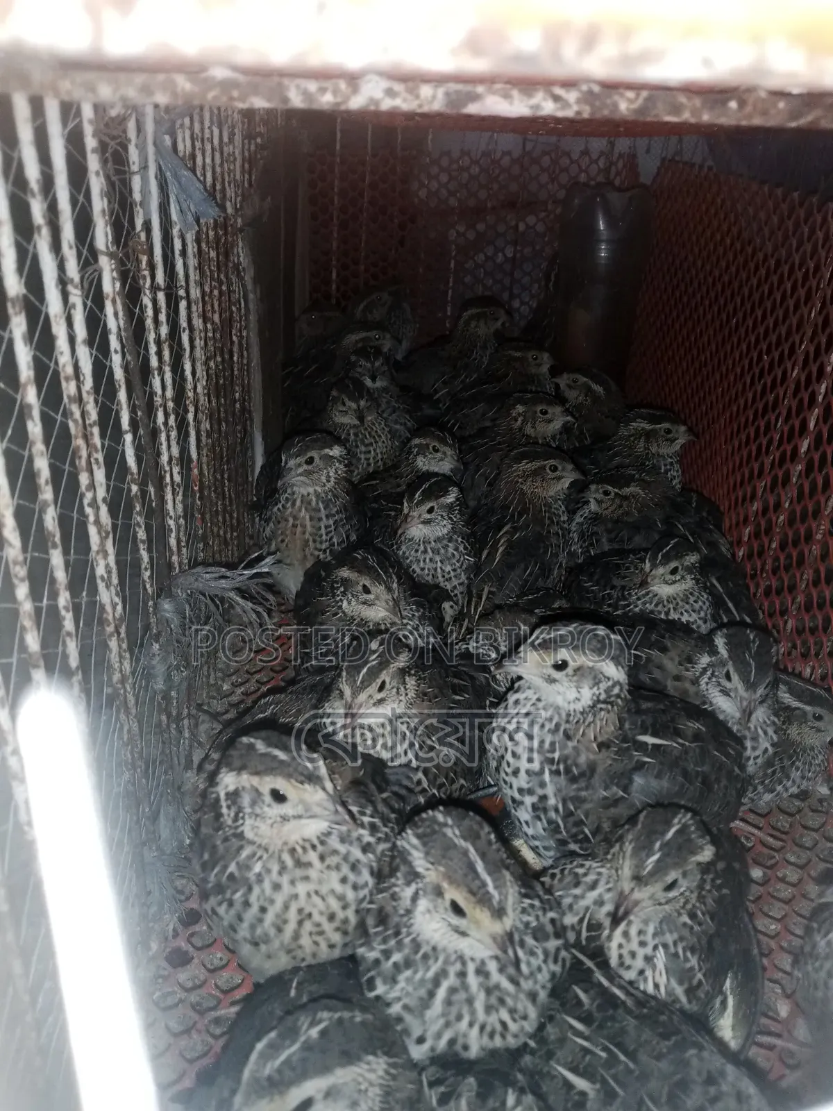 Dubai Jumbo Quail Bird 24 days old