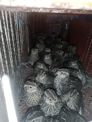 Dubai Jumbo Quail Bird 24 days old