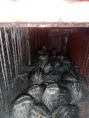 Dubai Jumbo Quail Bird 24 days old