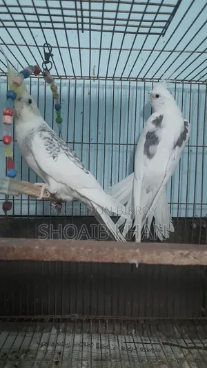 Cockatiel Pair
