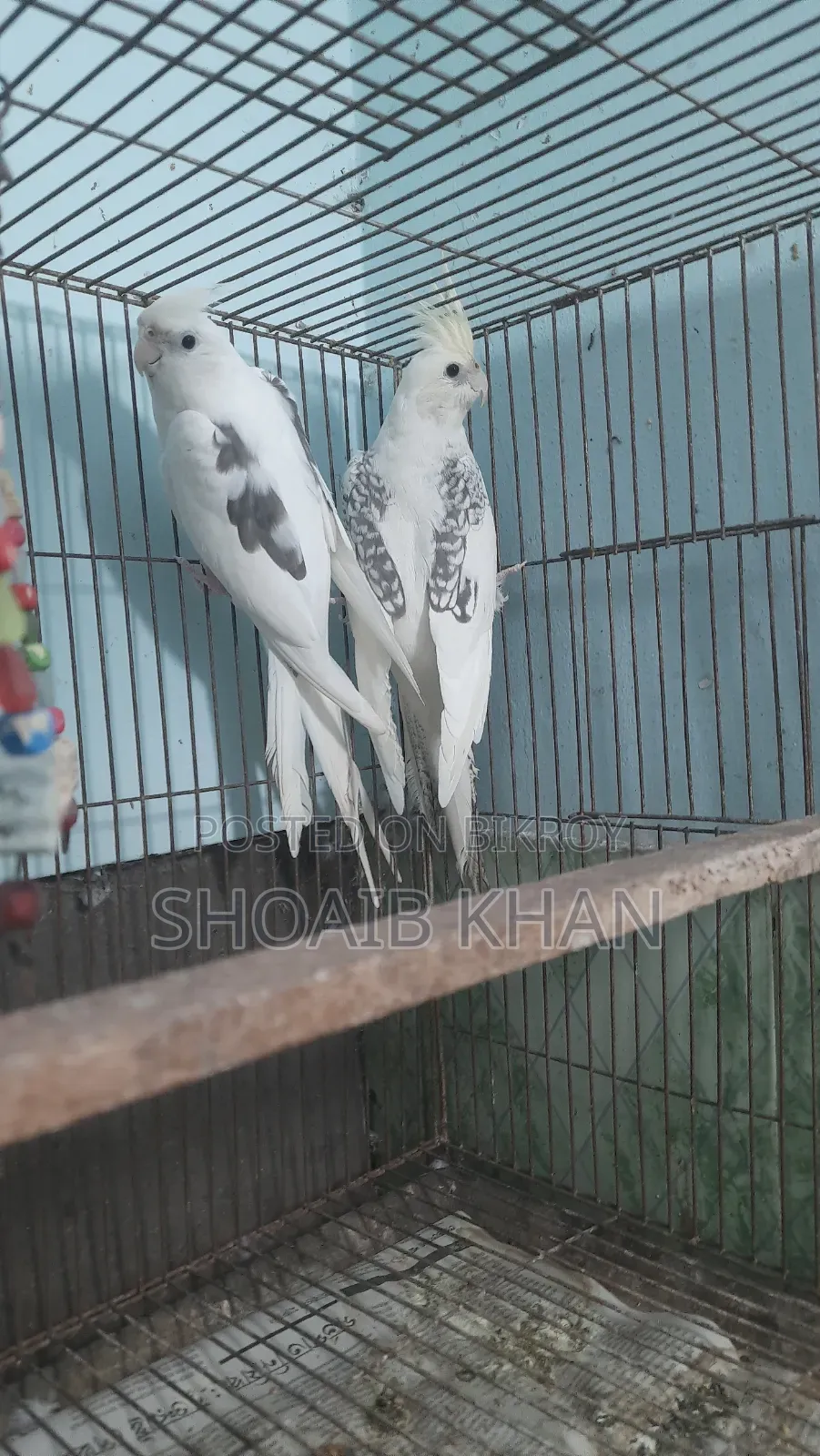 Cockatiel Pair