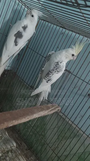 Cockatiel Pair