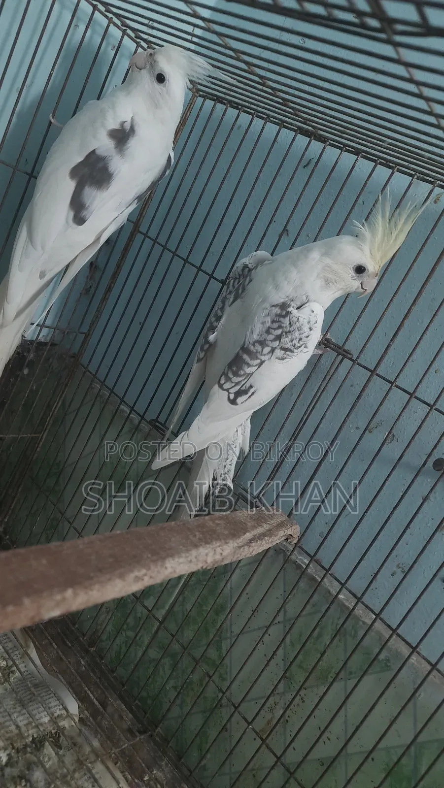 Cockatiel Pair