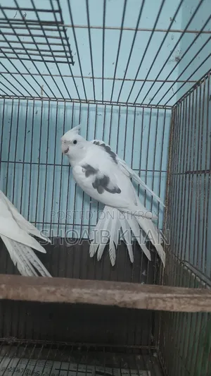 Cockatiel Pair