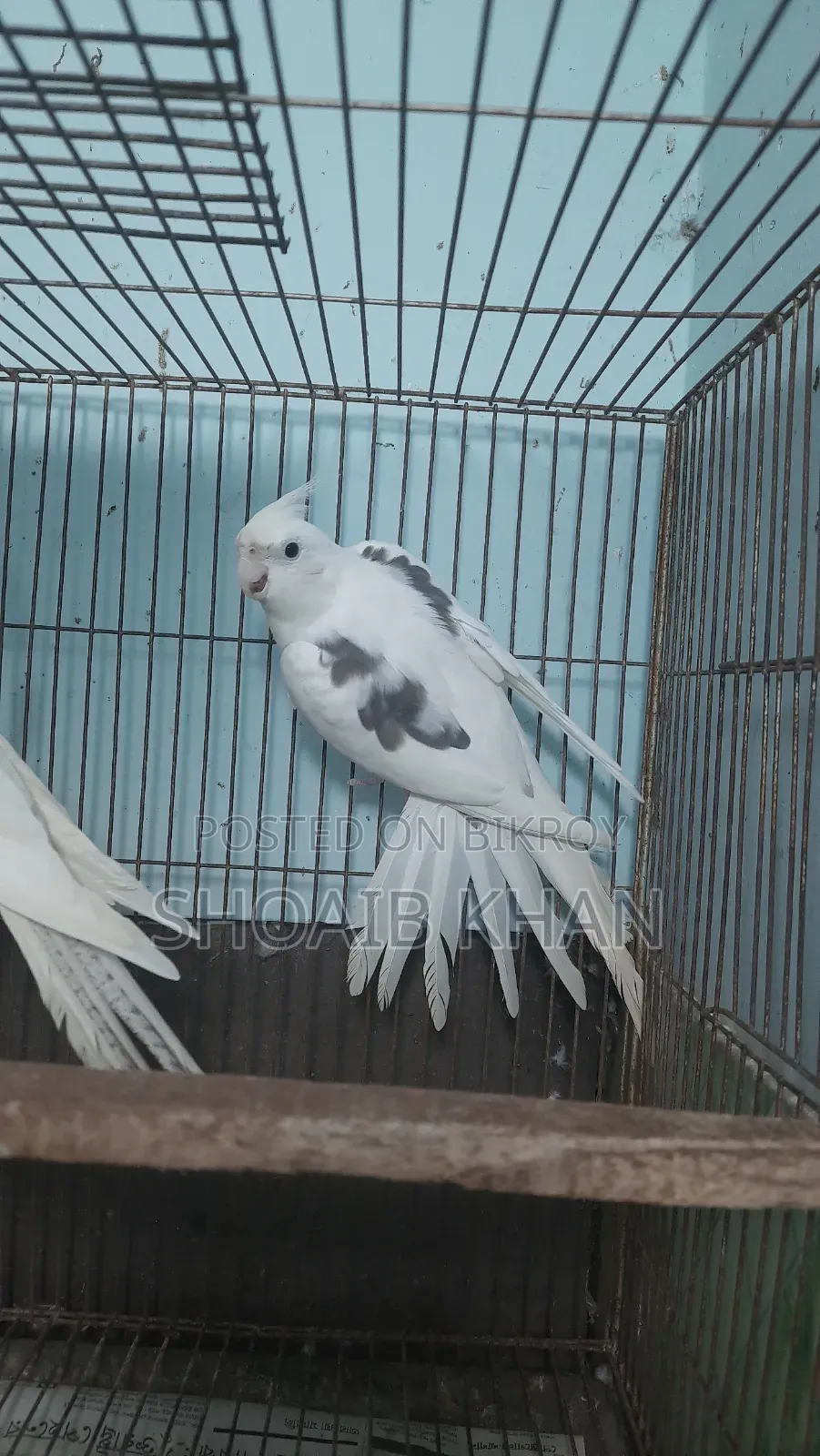 Cockatiel Pair