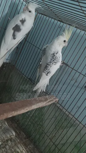 Cockatiel Pair