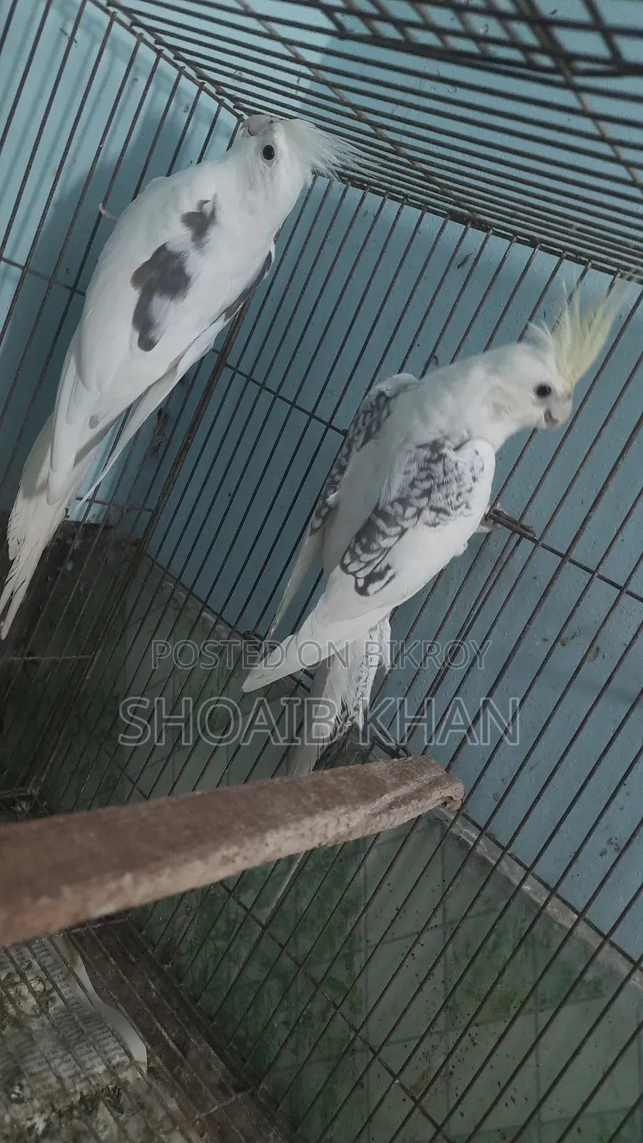 Cockatiel Pair