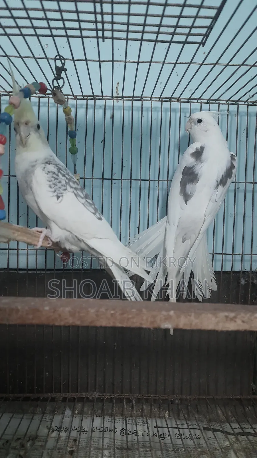 Cockatiel Pair