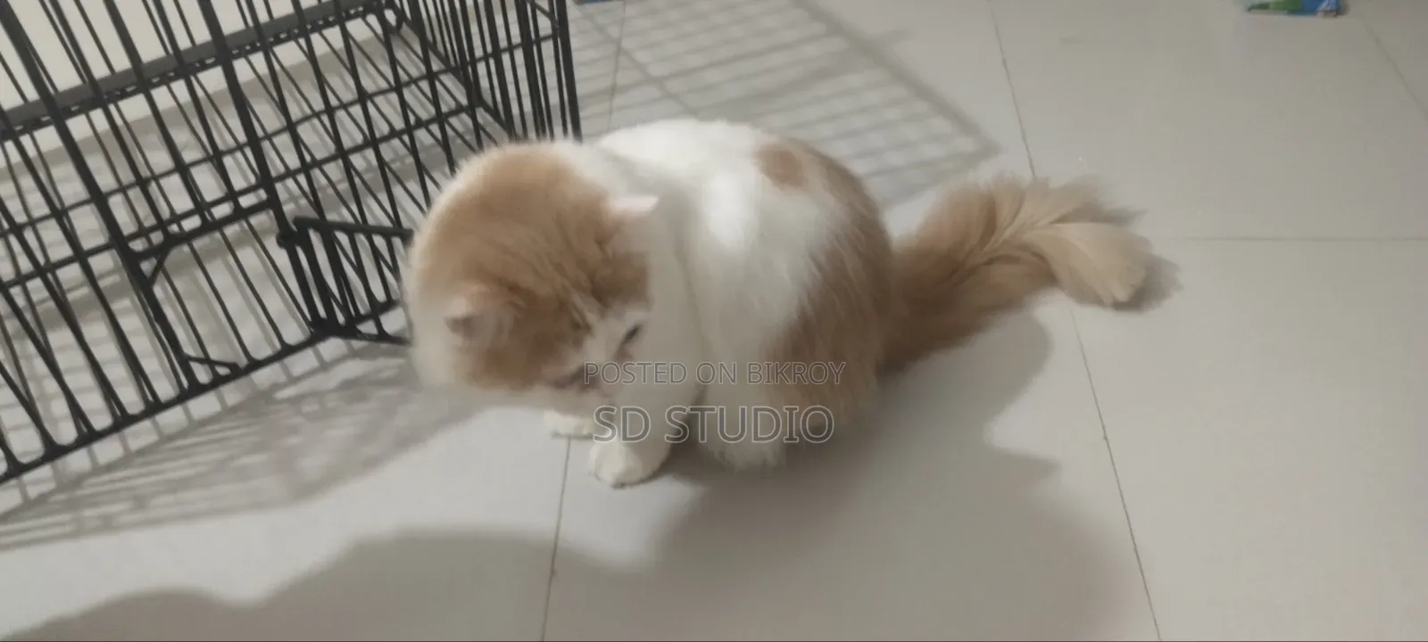 6-12 months Male Mixed Breed Persian