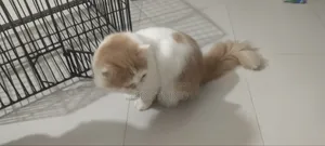 6-12 months Male Mixed Breed Persian