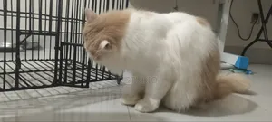 6-12 months Male Mixed Breed Persian
