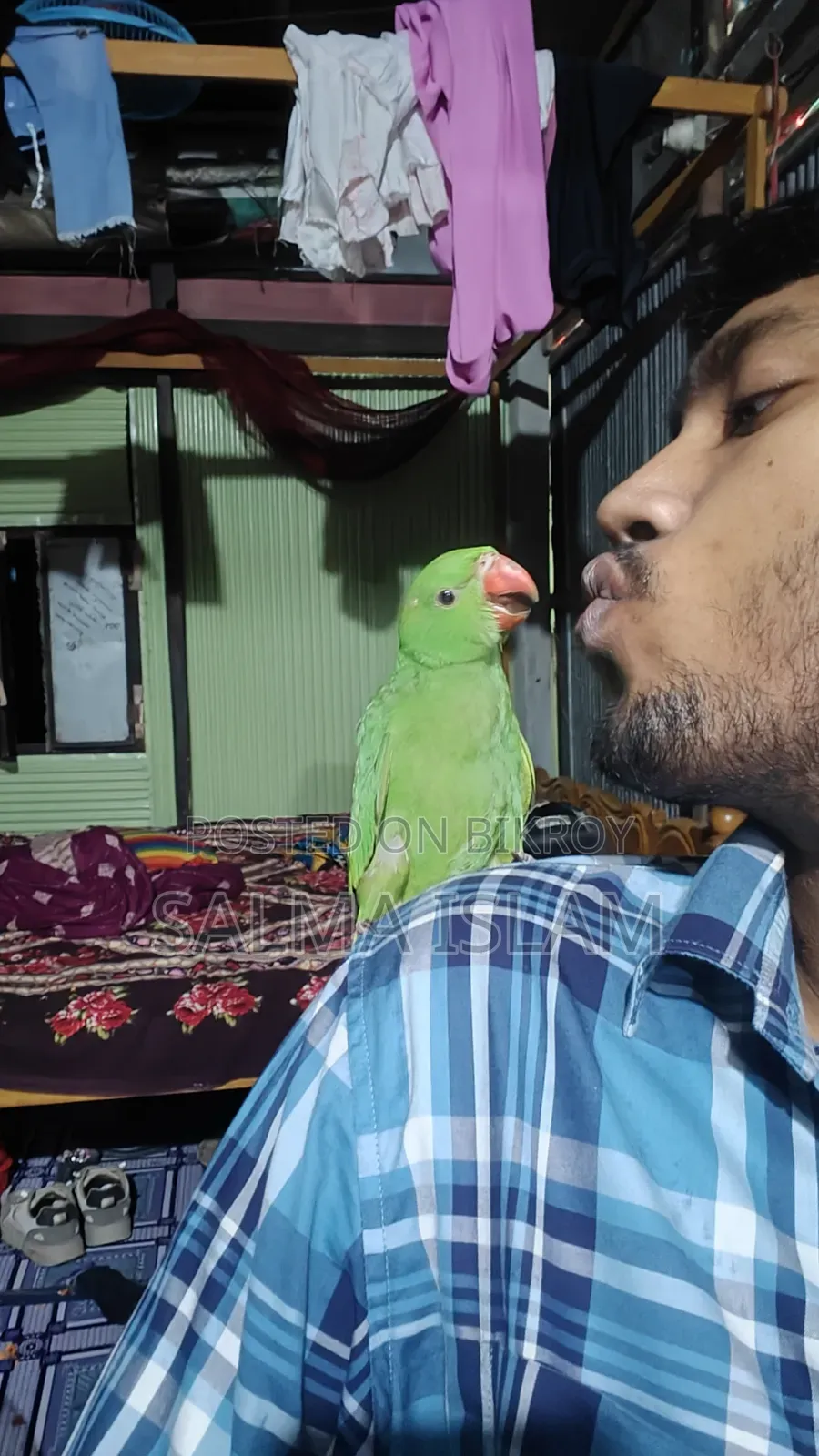 Indian Ringneck Tame Baby