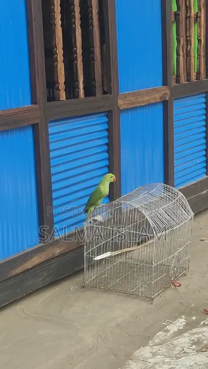 Indian Ringneck Tame Baby