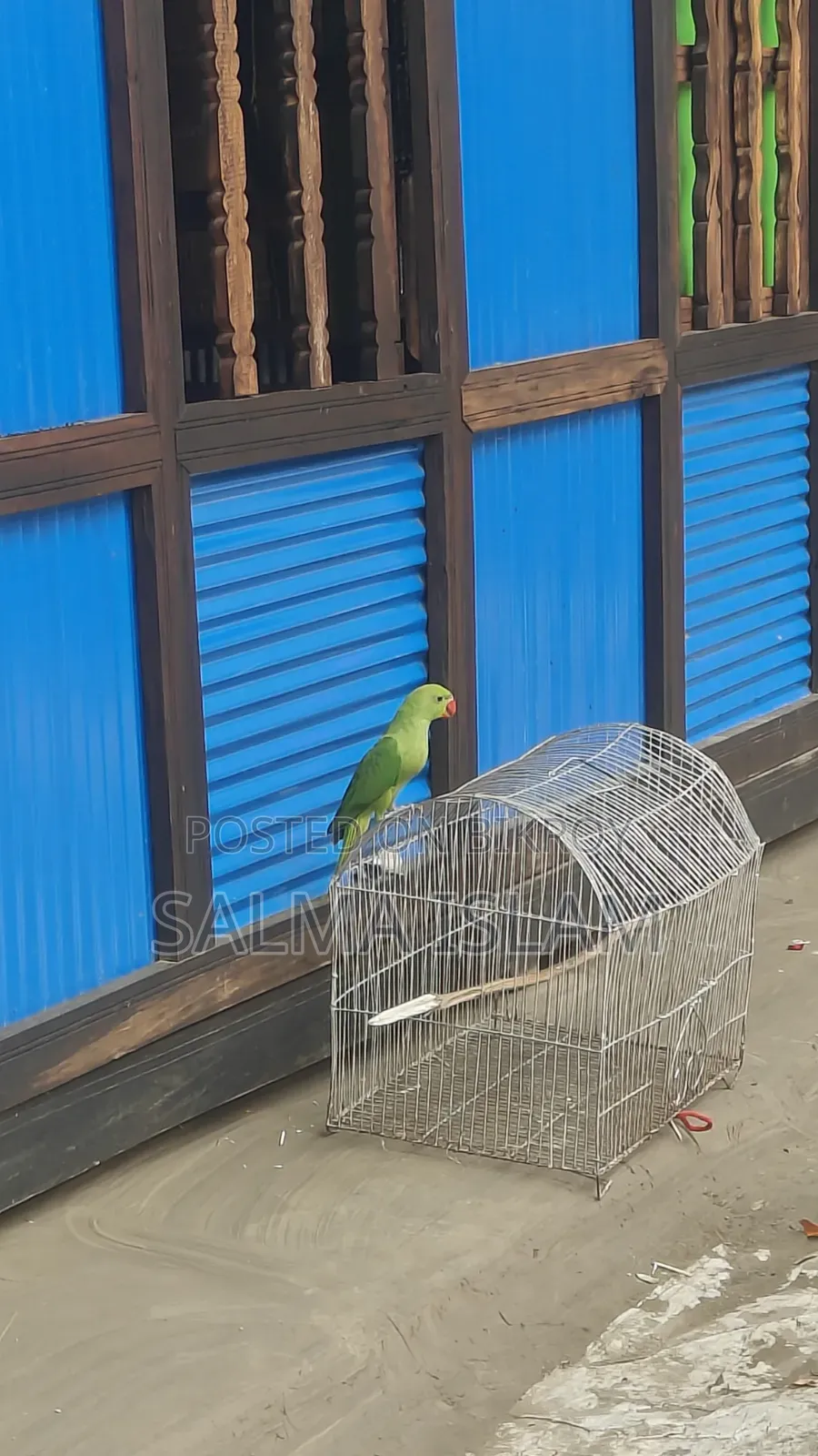 Indian Ringneck Tame Baby