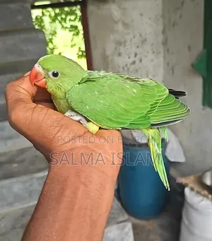 Indian Ringneck Tame Baby