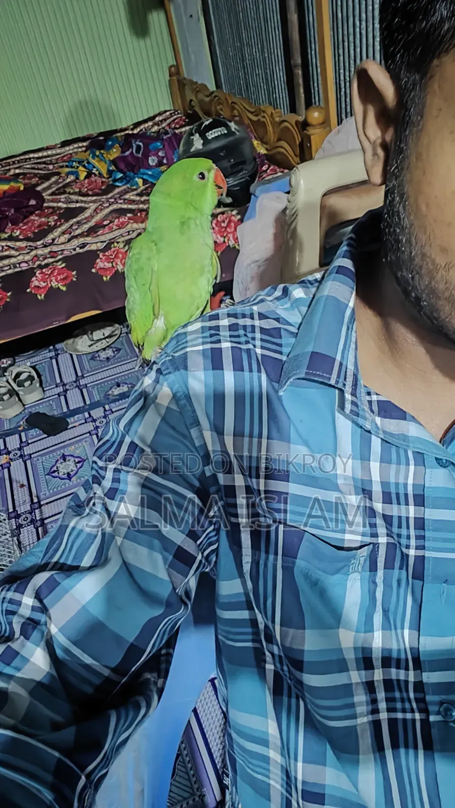 Indian Ringneck Tame Baby
