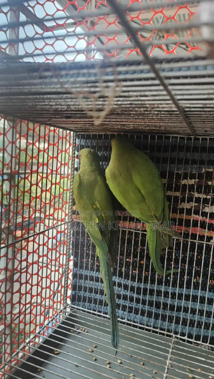 ইন্ডিয়ান রিংনেক টিয়া পাখি