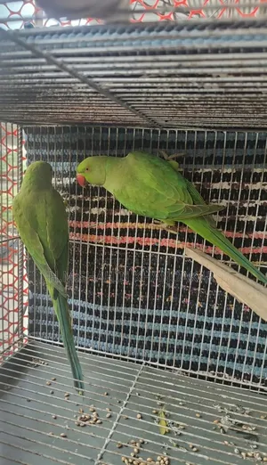 ইন্ডিয়ান রিংনেক টিয়া পাখি