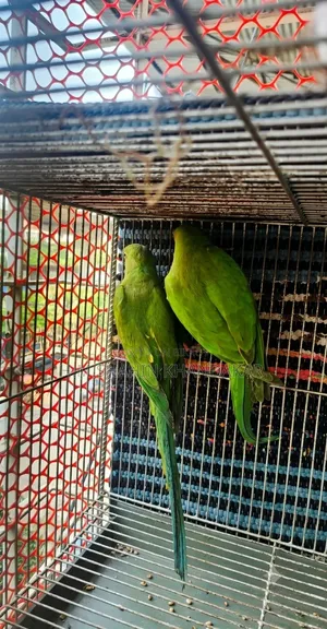 ইন্ডিয়ান রিংনেক টিয়া পাখি