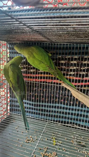 ইন্ডিয়ান রিংনেক টিয়া পাখি