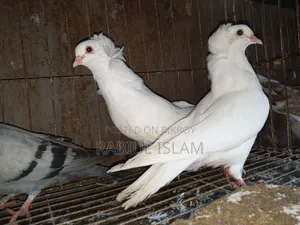A pair of white Bombay pigeons for sale