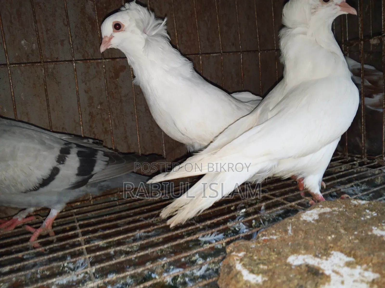 A pair of white Bombay pigeons for sale