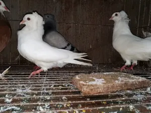 A pair of white Bombay pigeons for sale