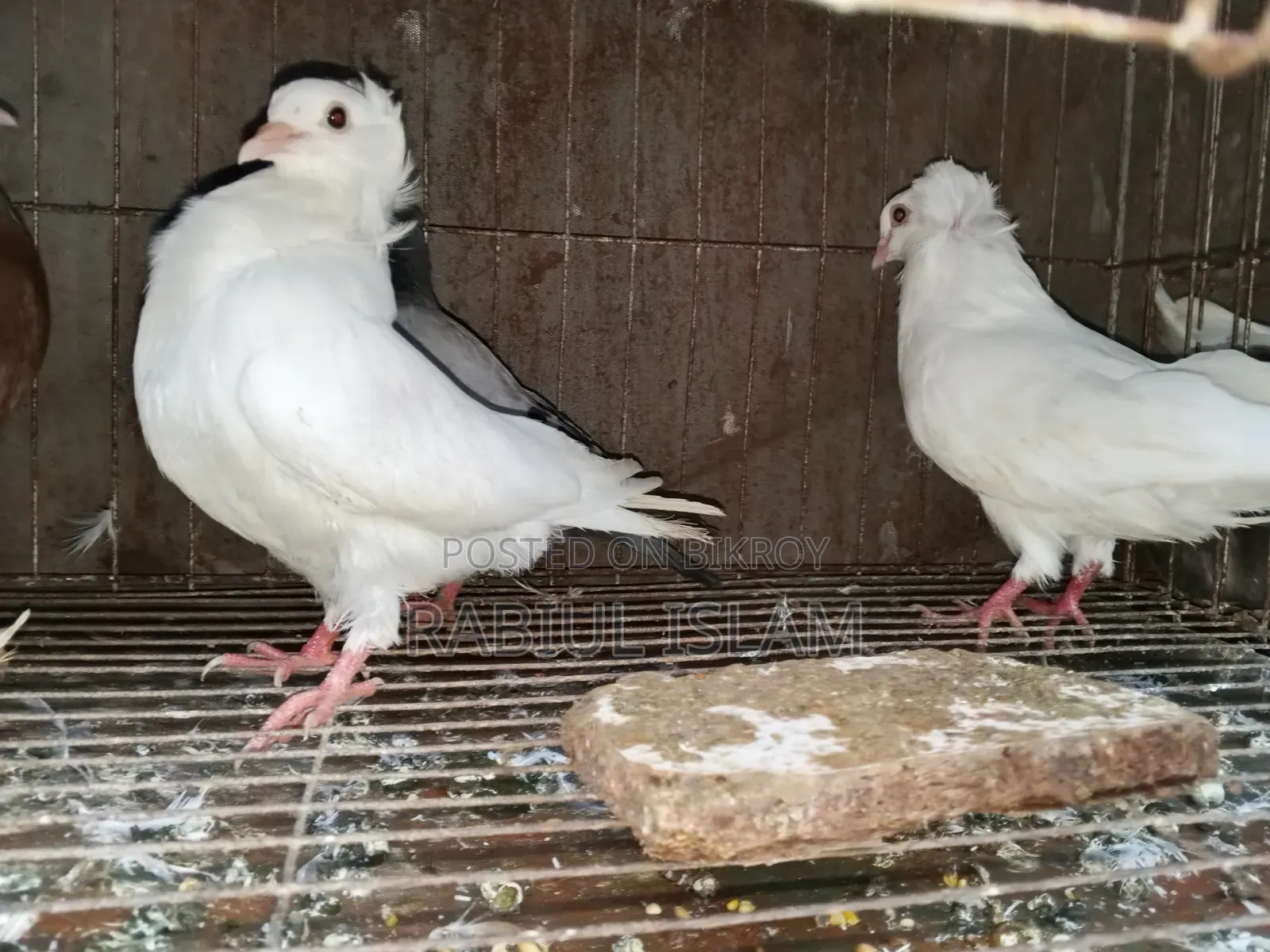 A pair of white Bombay pigeons for sale