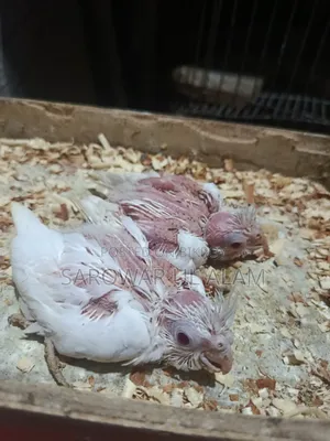 Cockatiel Albino Baby