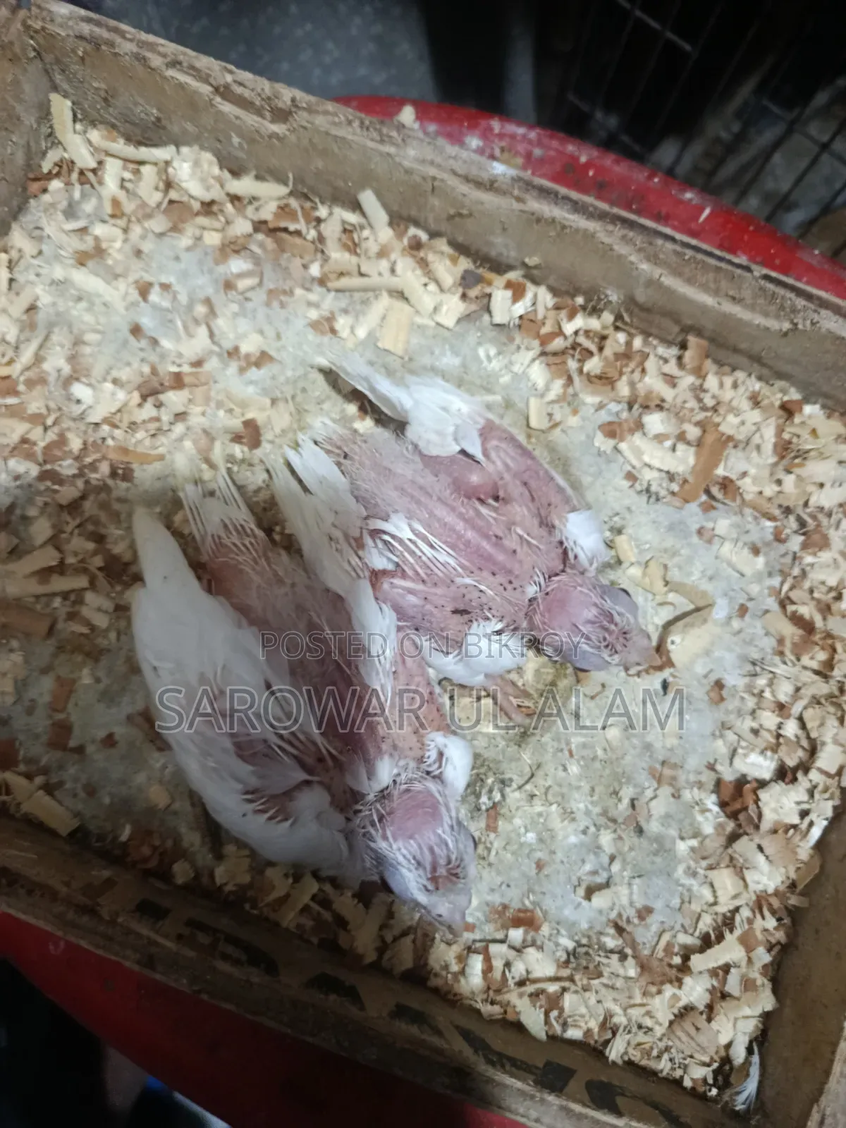 Cockatiel Albino Baby