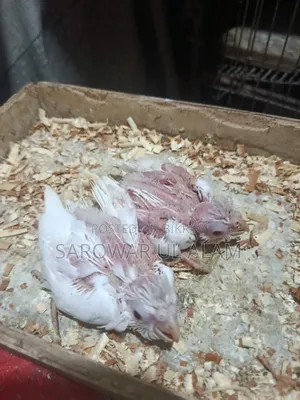 Cockatiel Albino Baby