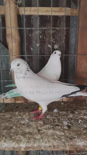 Galalal New Adult Pair