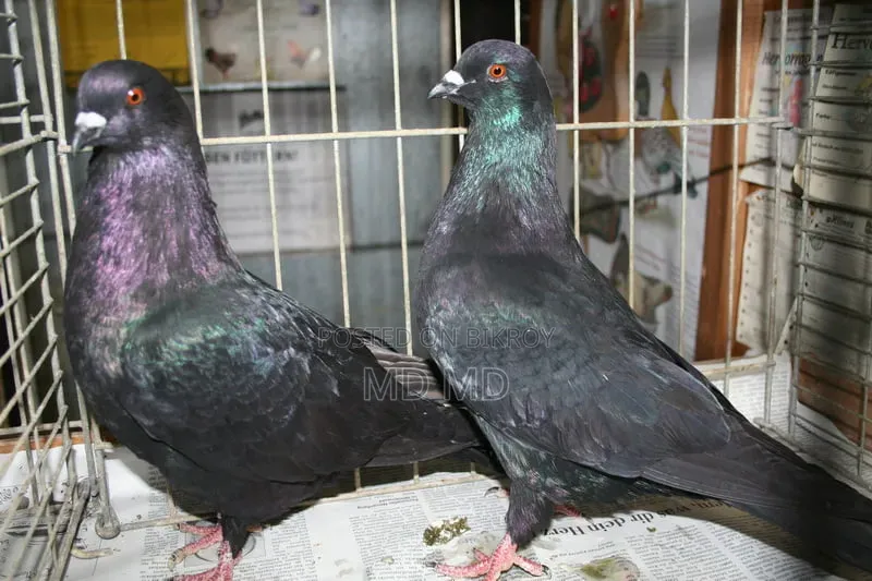 Archangel Pigeon