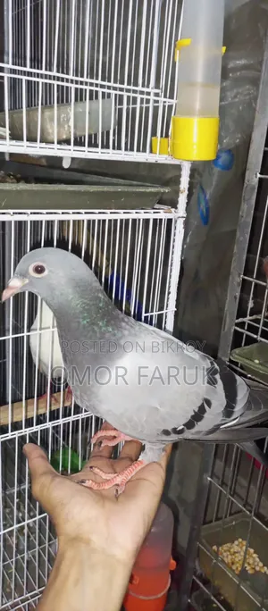 আফসান গ্রিজের কবুতর