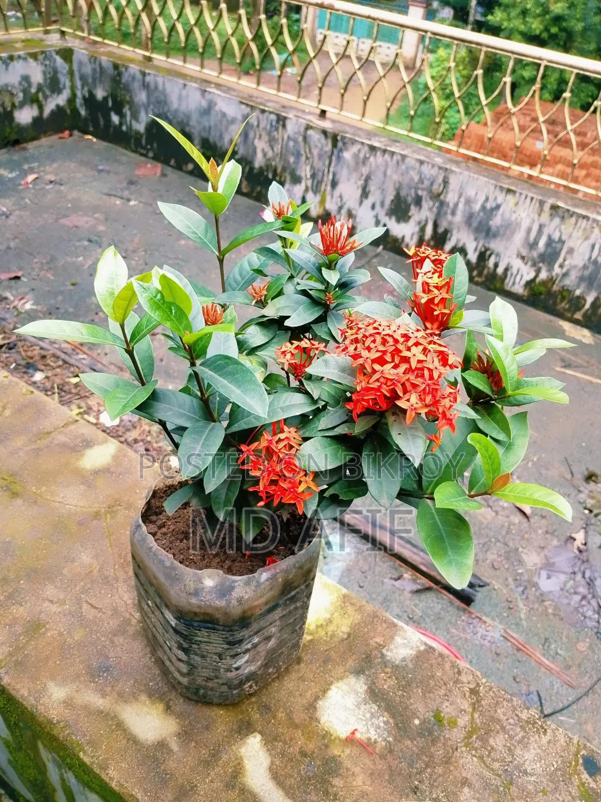 রঙ্গন ফুল গাছ