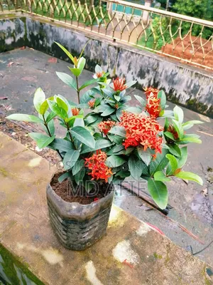 Rangon Flower Plant