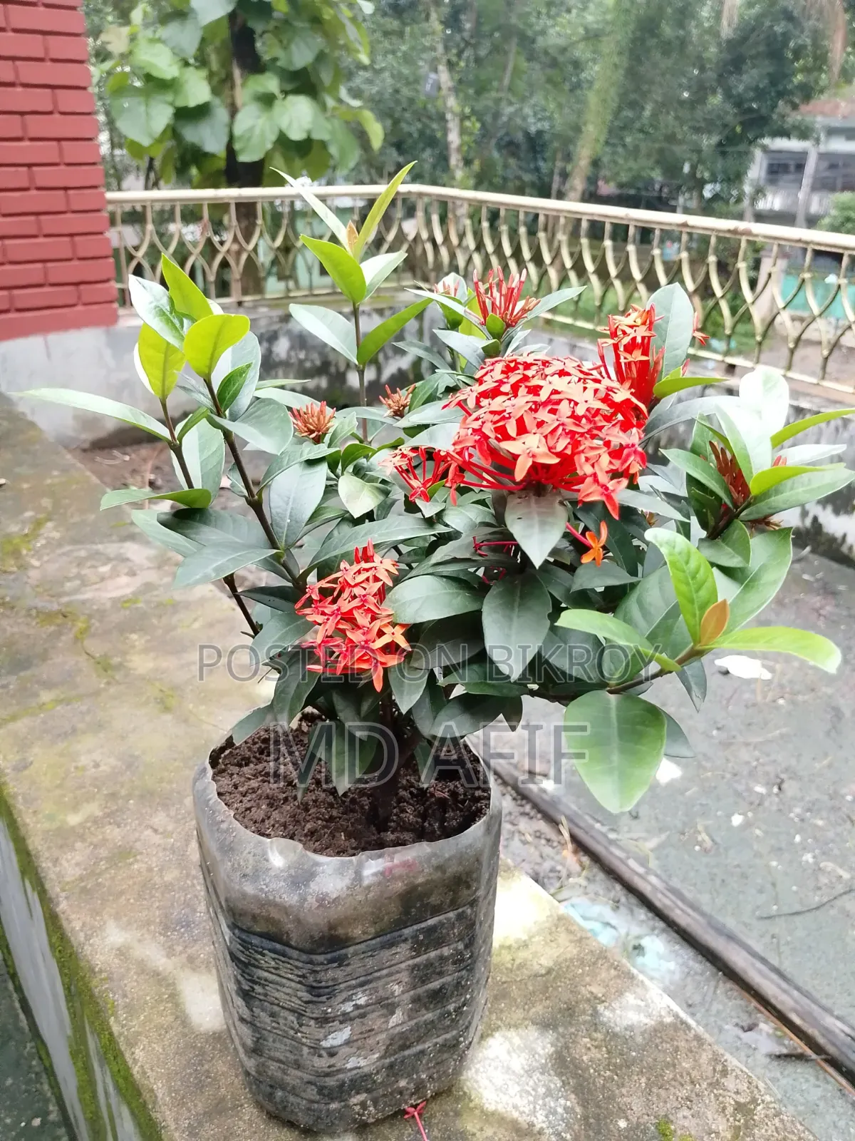 রঙ্গন ফুল গাছ