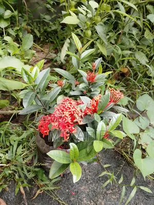 রঙ্গন ফুল গাছ