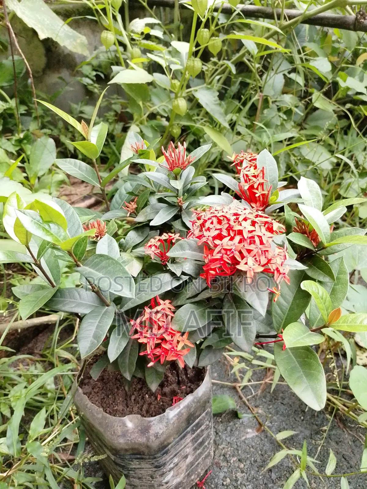 রঙ্গন ফুল গাছ
