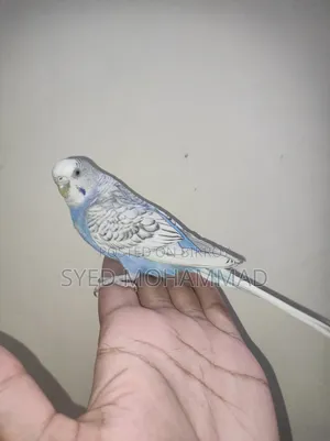 Budgerigar Bird