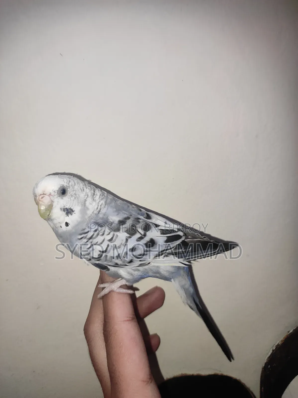 Budgerigar Bird