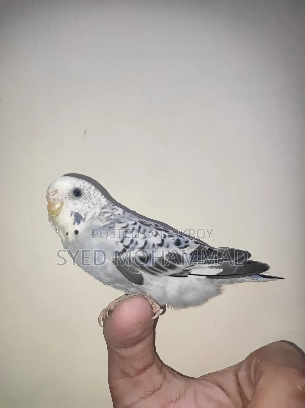 Budgerigar Bird