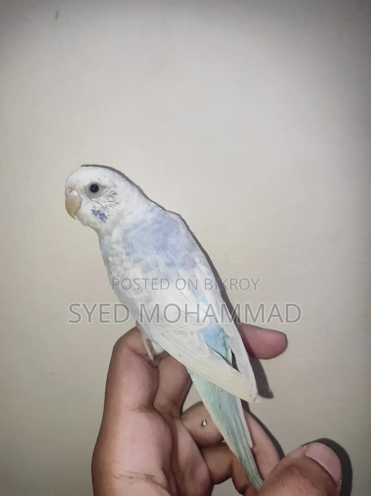 Budgerigar Bird